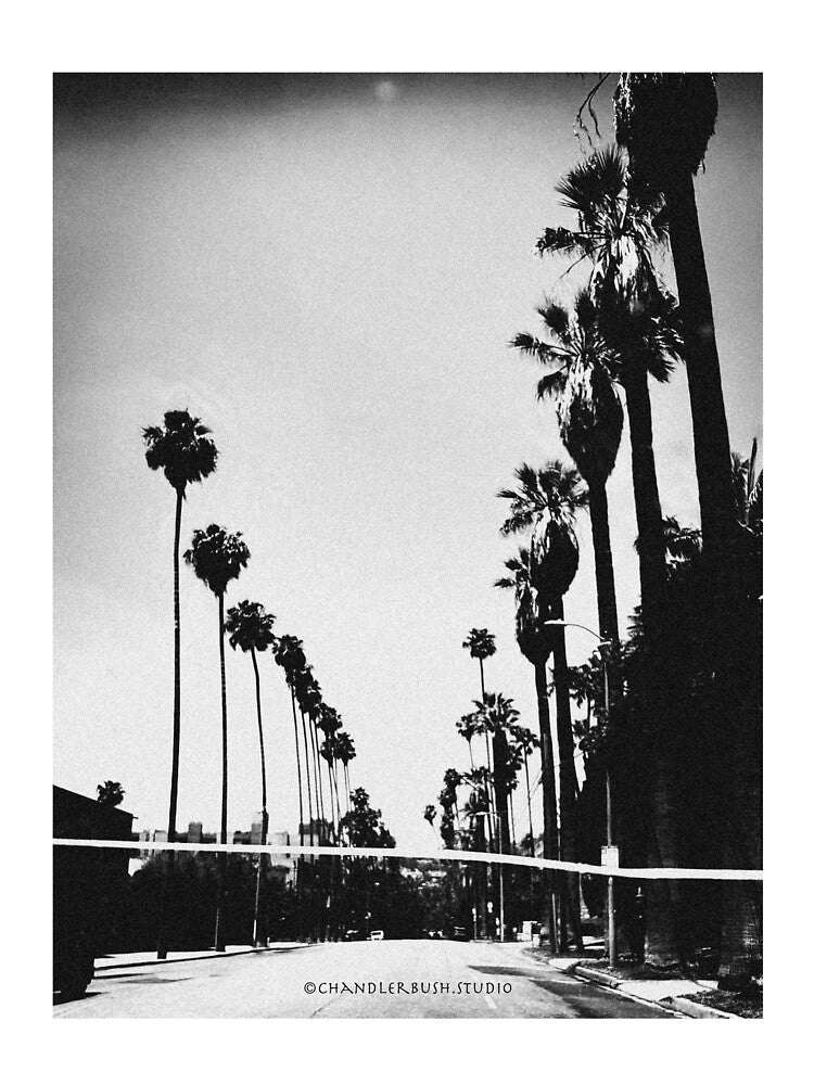 Suffragette Palms by Chandler Bush Studio