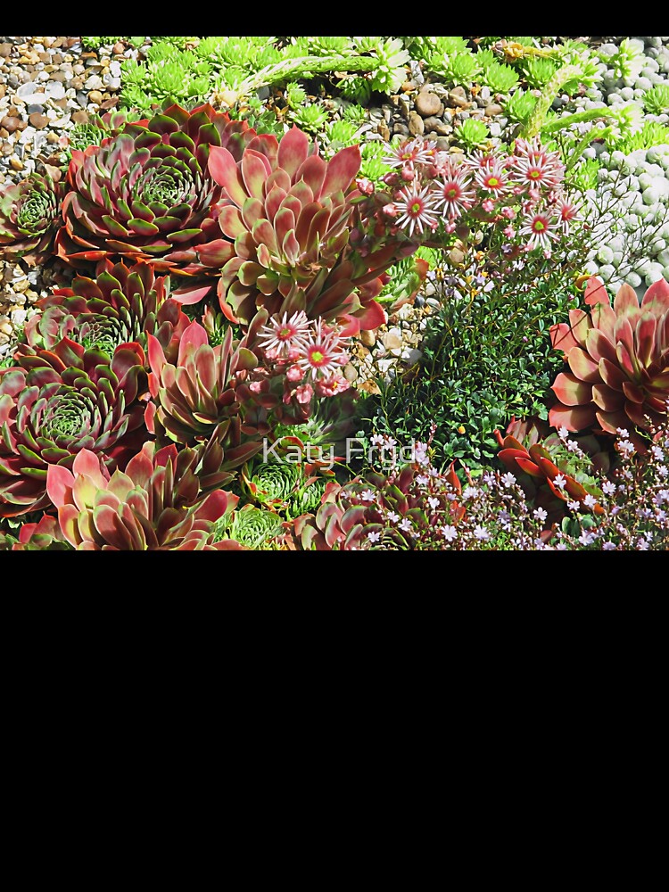 Alpines from Beth Chatto gardens II by Katy Fryd