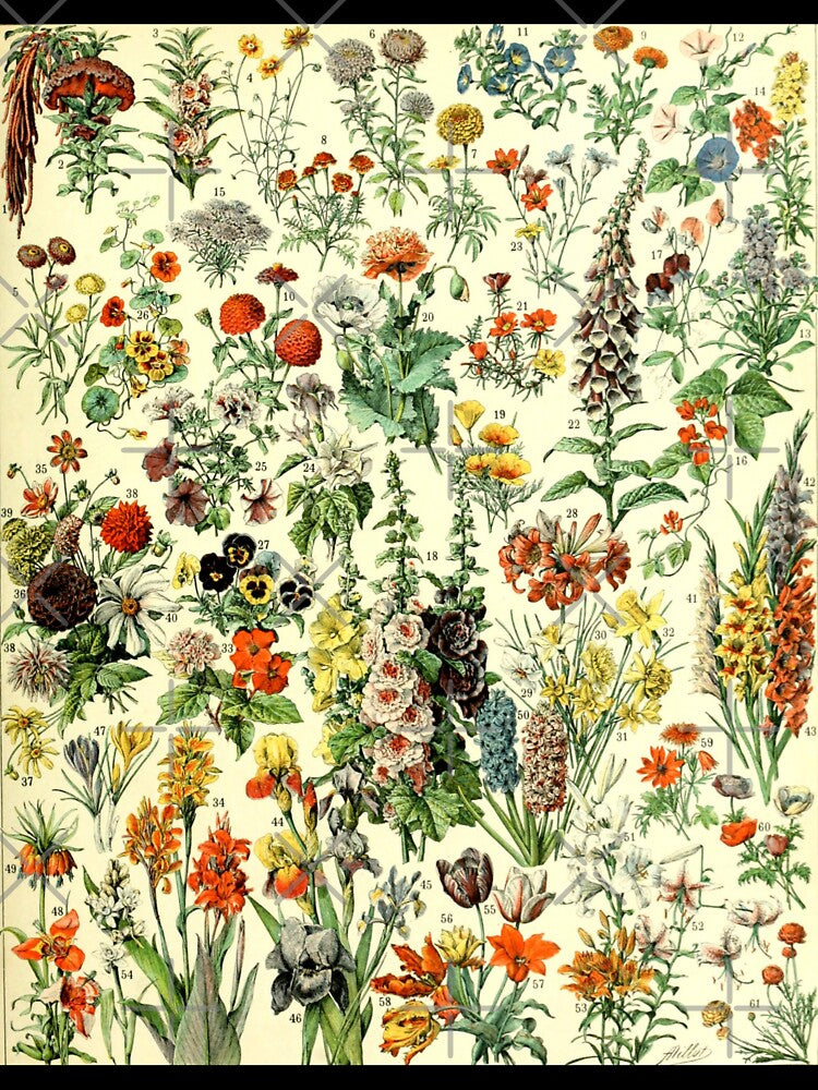 Vintage Wildflowers by Alexandra Renee