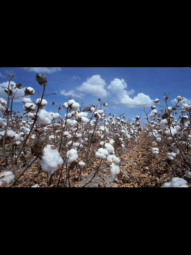 Cotton Field by BravuraMedia
