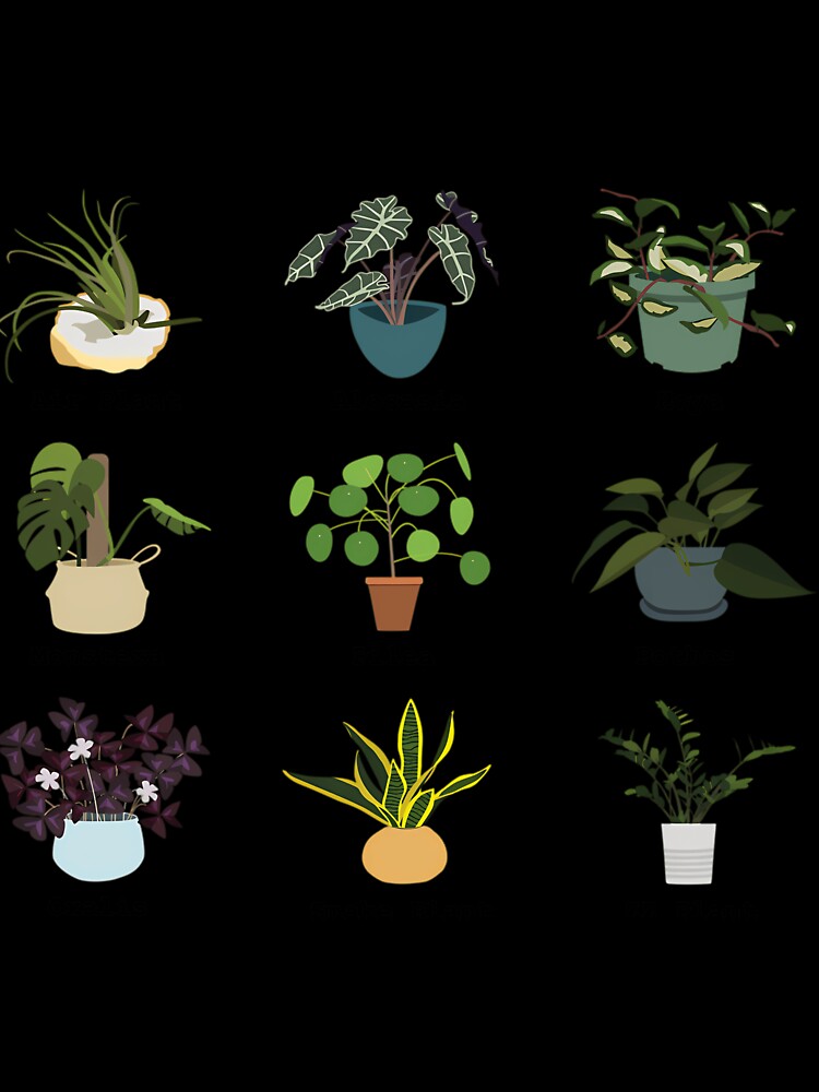Houseplants Collection Minimal Illustration by crcdhmdefr20