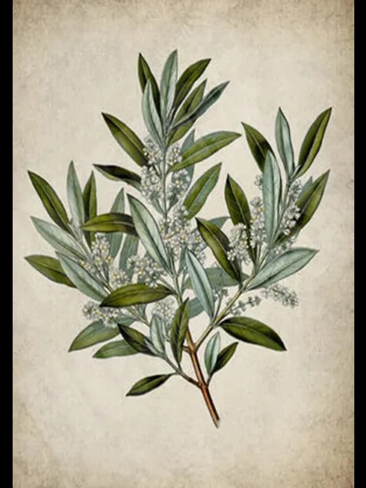 Dark Academia Peony Botanica by socoloso