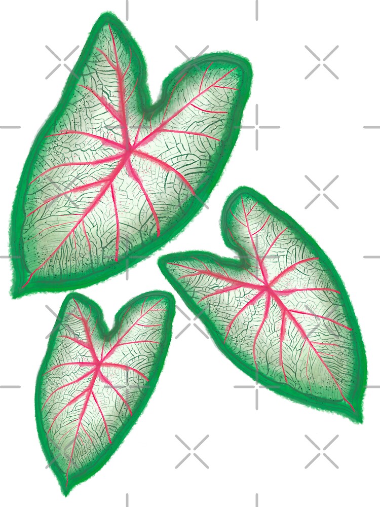 Caladium Leaves by Wennebabs