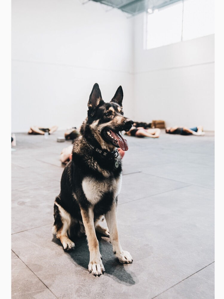 Dog in yoga class by IamDeebee