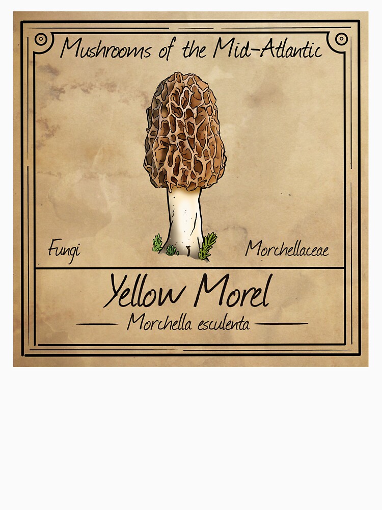 Mushrooms of the Mid-Atlantic: Yellow Morel Mushroom by Cherie Brunetti