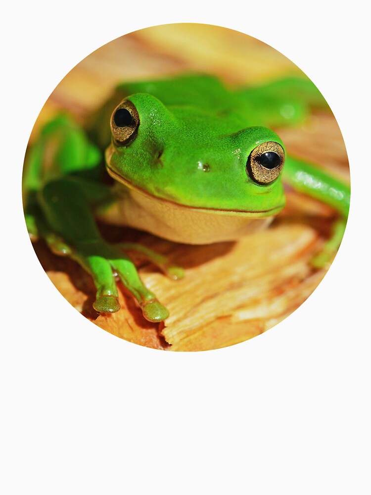Colorful Modern Green Frog Photo Portrait by MakiMak