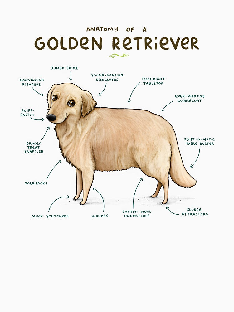 Anatomy of a Golden Retriever Diagram by fableand