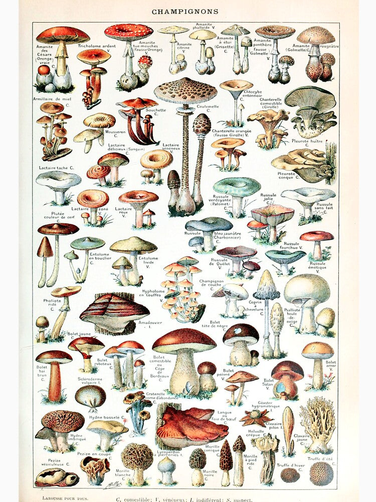 Adolphe Millot - Champignons pour tous - French vintage poster by DejaVuStudio