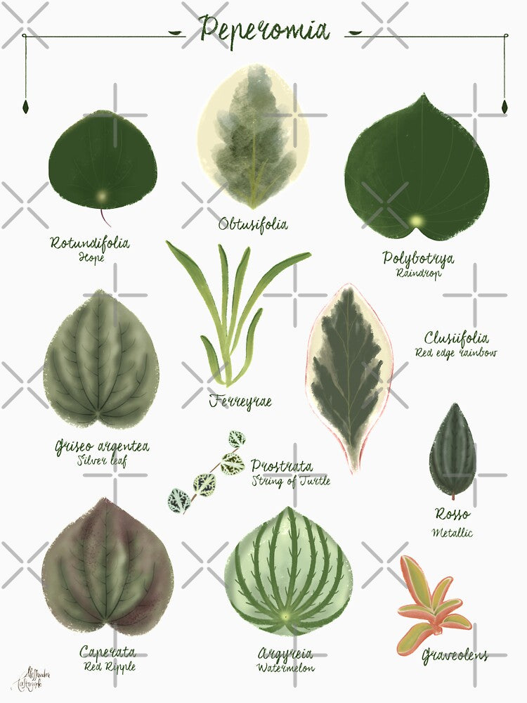 Peperomia plants species collection botanical illustration by Onyria Art