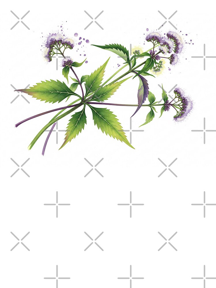 Eupatorium Botanical Watercolor Study by PixorStudio