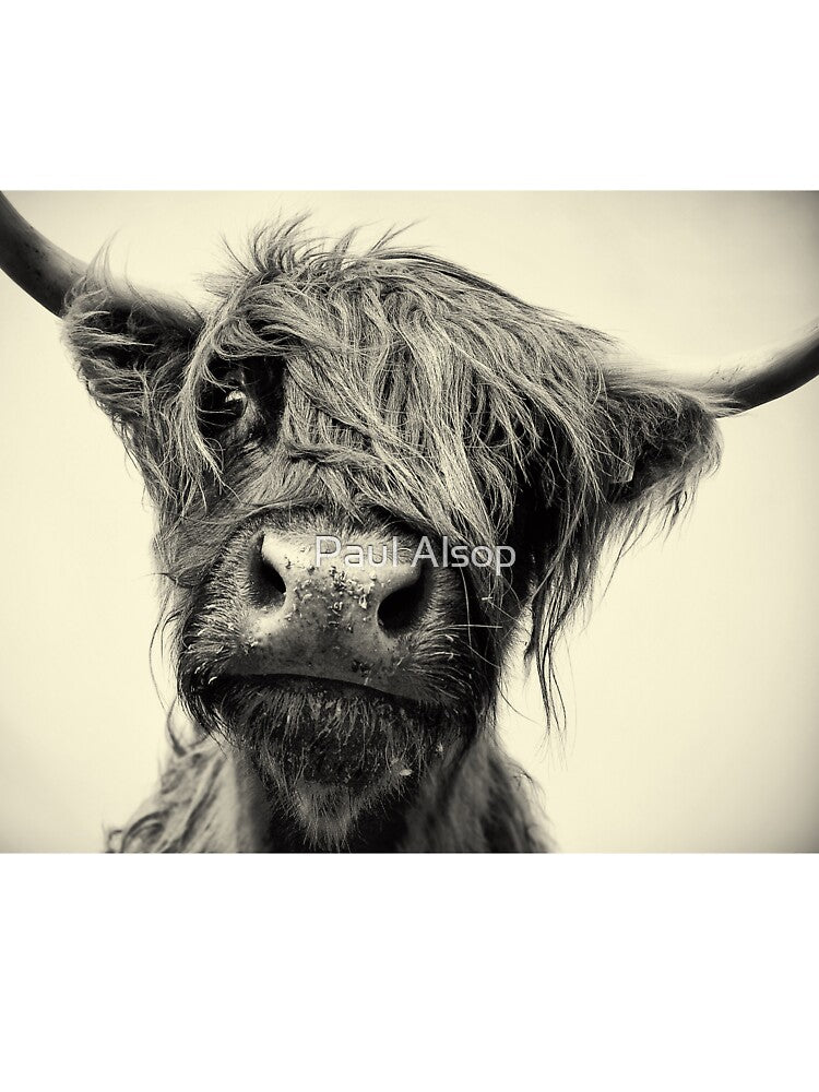 Highland Cow by Paul Alsop