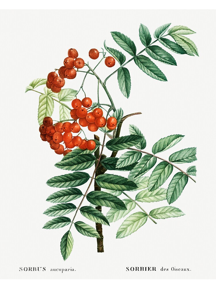 Mountain Ash Botanical Illustration by TheRetroArtRoom